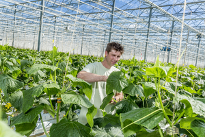 Pracownik Ogórków - Hegelsom