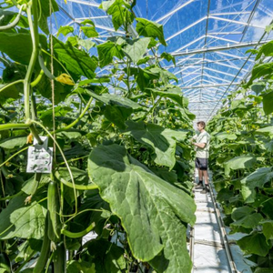 Pracownik Ogórków - Hegelsom