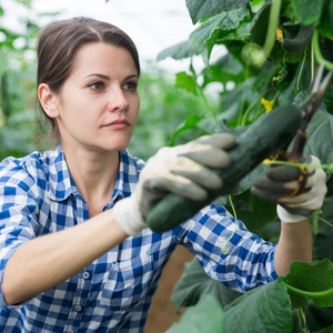 Pracownik ds. Ogórków - Baarlo
