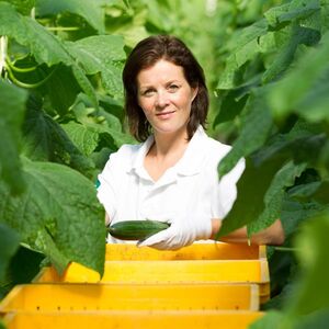 Pracownik ds. Ogórków - Baarlo