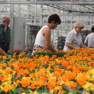 Pracownik Kwiatów / Hortensje